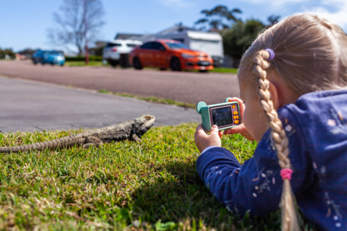 Bearded dragon lizard in early spring sunning on suburban lawn with child taking a photo with camera - Australian Stock Image