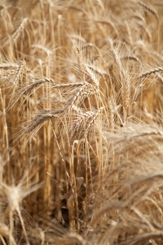 Bearded wheat seed heads ready for harvest in spring