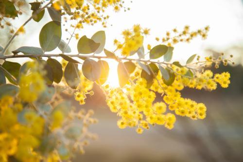 Beautiful blossoms of golden wattle in the afternoon sunlight - Australian Stock Image