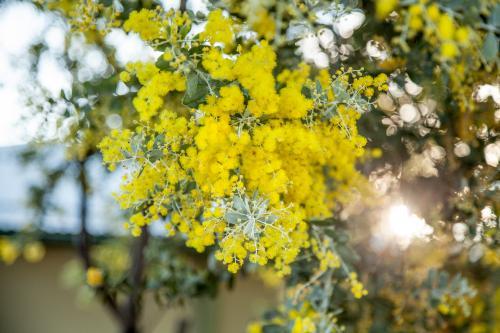 Beautiful blossoms of golden wattle in the afternoon sunlight - Australian Stock Image