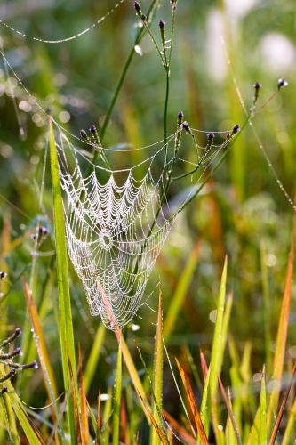 Beautiful dew covered spider's web sparkling in the early morning light - Australian Stock Image