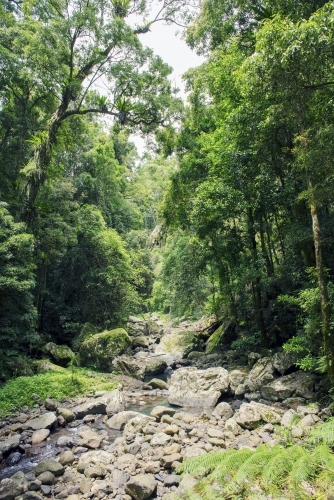 beautiful fresh water creek in australian rainforest - Australian Stock Image