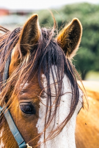 Beautiful horse features close up