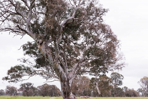 Iconic Australian gum tree landscape
