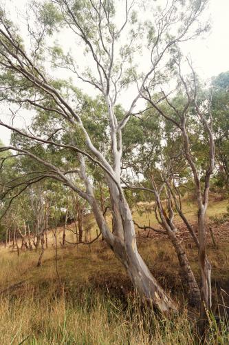 Beautiful mature gum tree in natural Australian landscape in the Victorian countryside - Australian Stock Image