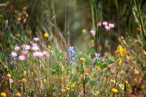 Beautiful mixed wildflowers in Western Australia