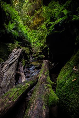 Beautiful narrow green mossy canyon in Blue Mountains National Park - Australian Stock Image