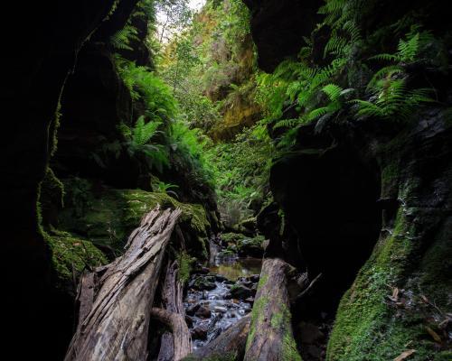 Beautiful narrow green mossy canyon in Blue Mountains National Park - Australian Stock Image