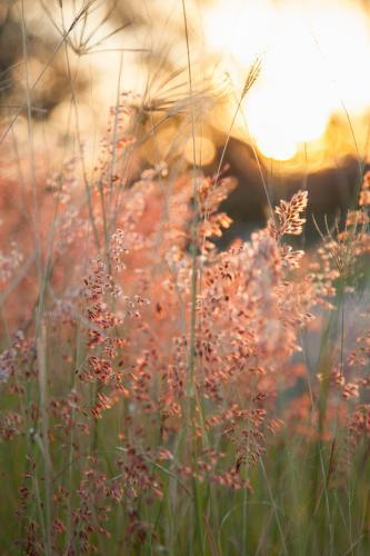 Beautiful pink grass seed heads in the afternoon light - Australian Stock Image