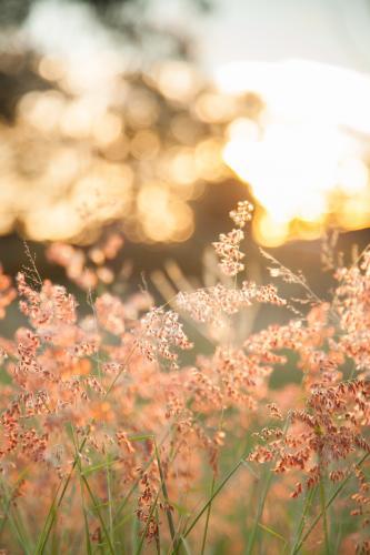 Beautiful pink grass seed heads in the afternoon light - Australian Stock Image