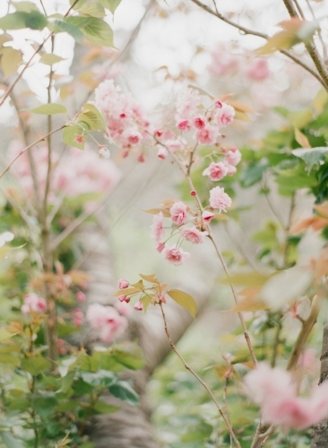 beautiful pink spring blooms