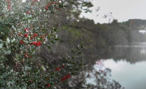 Beautiful tree with red berries beside water