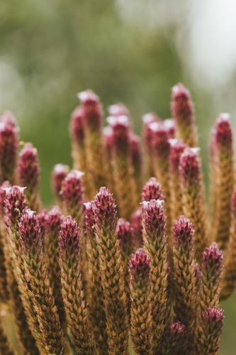 Beautiful wild plant on nature background. - Australian Stock Image