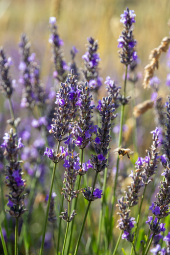Bee collecting pollen from purple lavender flowers - Australian Stock Image