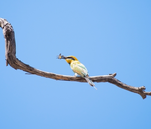 Bee eater bird with large bee in it's beak - Australian Stock Image