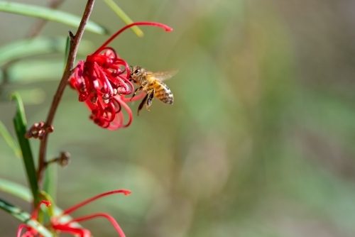 Bee feeding on a red Grevillia speciosa flower