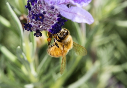 Bee feeding on lavender - Australian Stock Image