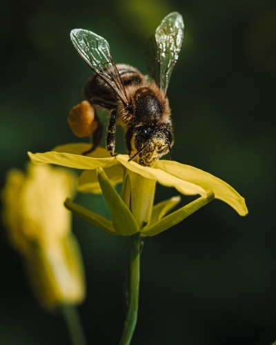 Bee gathering pollen on Canola Plant on Farm