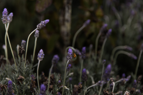 bee getting pollen from lavender flowers - Australian Stock Image