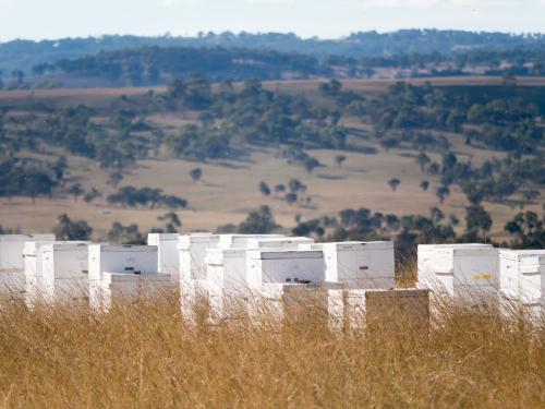Bee hive boxes in long brown grass - Australian Stock Image