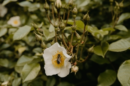 Bee in a White Rose Bush