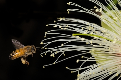 Bee in flight near a flower