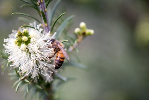 Bee in white native bottlebrush flower in Western Australia bush