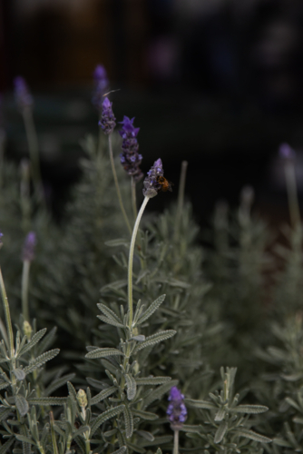 bee on a lavender flower against a dark background - Australian Stock Image
