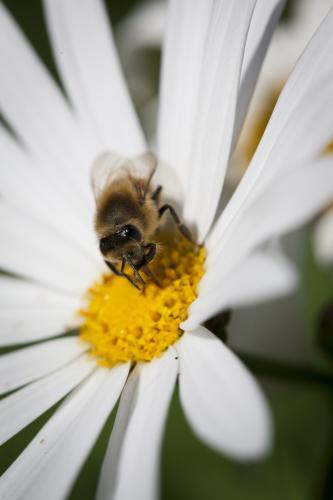 Bee on a  yellow centered white daisy