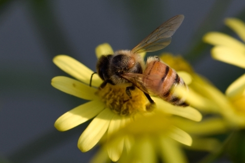 Bee on a yellow flower with a blurry blue background - Australian Stock Image