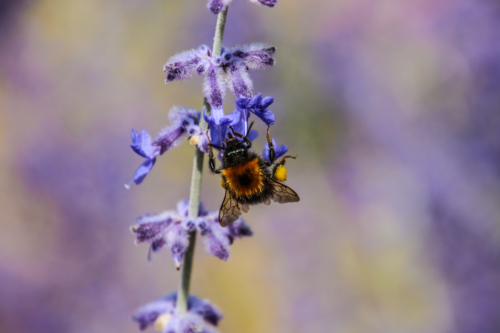 Bee on flower - Australian Stock Image