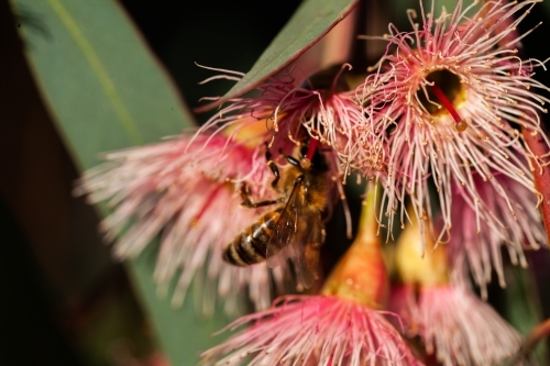 Bee on pink gum flowers and leaves - Australian Stock Image