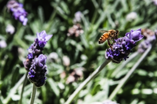 Bee pollinating a lavender flower - Australian Stock Image