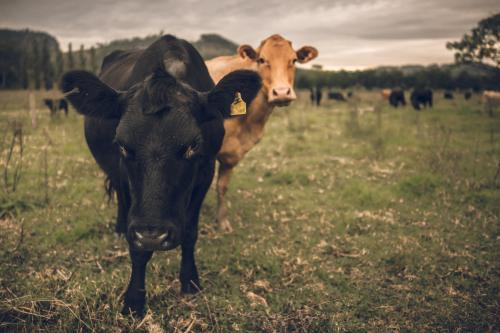 Beef cattle on a farm in Barrington - Australian Stock Image