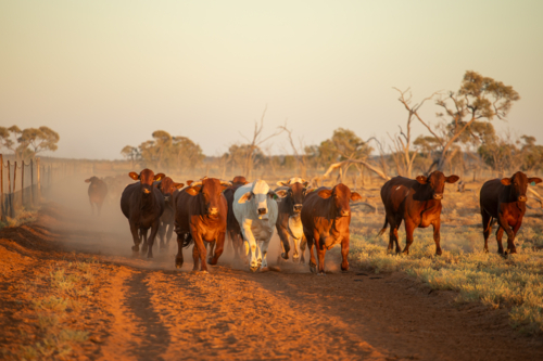 Beef cows trotting towards the viewer - Australian Stock Image
