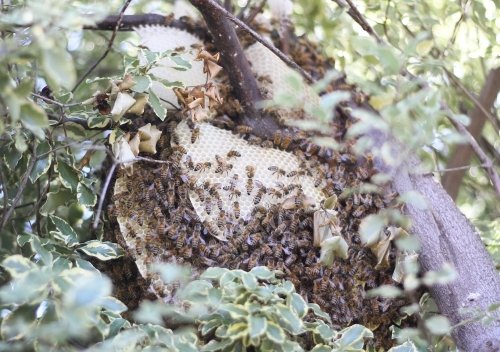 Beehive - Australian Stock Image