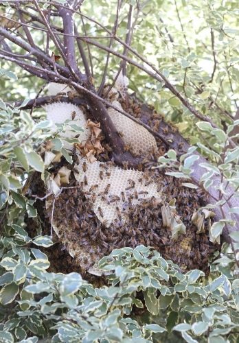 Beehive in a tree - Australian Stock Image
