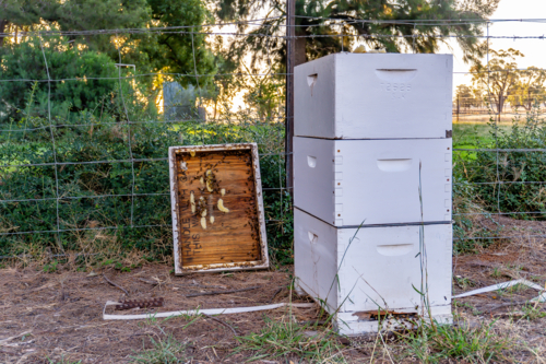 Beehive with the lid off - Australian Stock Image