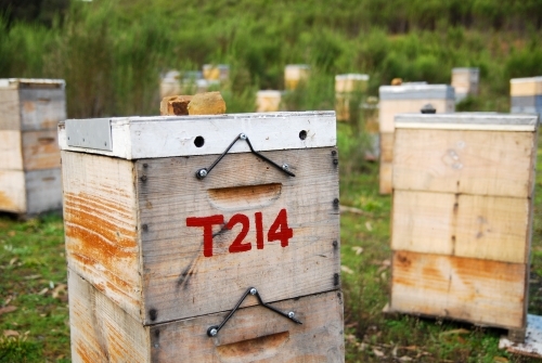 Beehives scattered about on farm land - Australian Stock Image