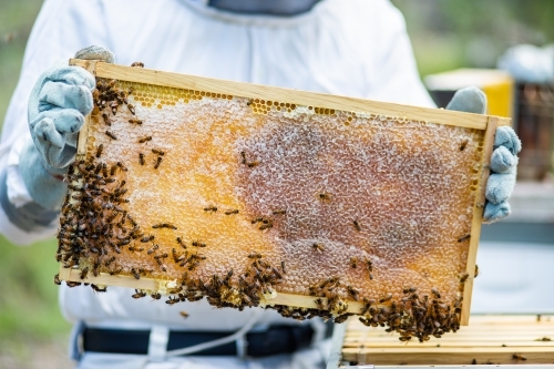 Beekeeper holding frame full of honey and bees - Australian Stock Image