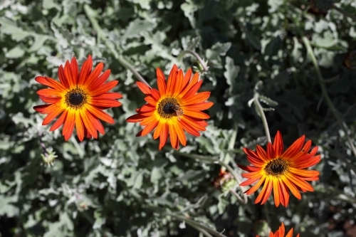 Bees on three bright orange gerberas, shot from above, closeup - Australian Stock Image