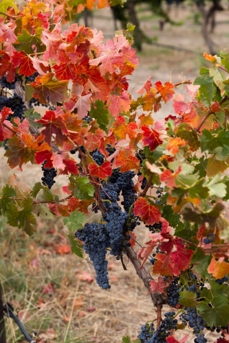 Beginnings of Autumn in the Vineyard - Australian Stock Image