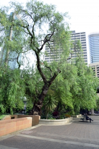 Behind Museum of Contemporary Sydney - Australian Stock Image