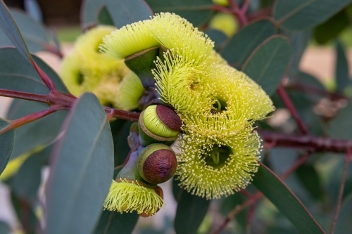 Bell-fruited mallee in flower - Australian Stock Image