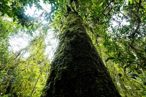 Below angle shot of a green tall green trunk in the forest - Australian Stock Image
