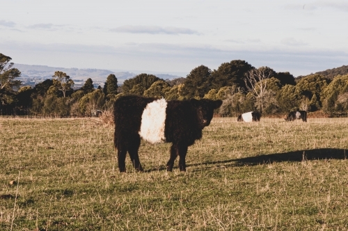 belted galloway cow in a field with views