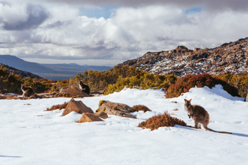 Ben Lomond ski village and wild wallabies on a quiet winter's day in Tasmania, Australia - Australian Stock Image