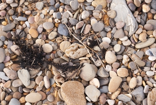 Pebbles of different sizes on the beach with black seaweed - Australian Stock Image