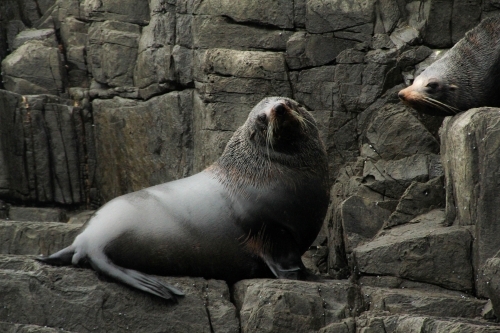 Big seal sitting on cliff in Tasmania - Australian Stock Image