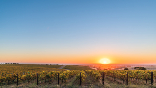 big sky at sunset above McLaren Vale valley vineyard - Australian Stock Image